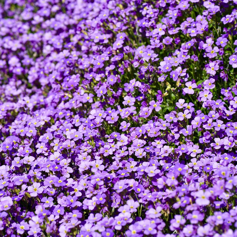 Aubrieta Cascade Blue (Flowering)