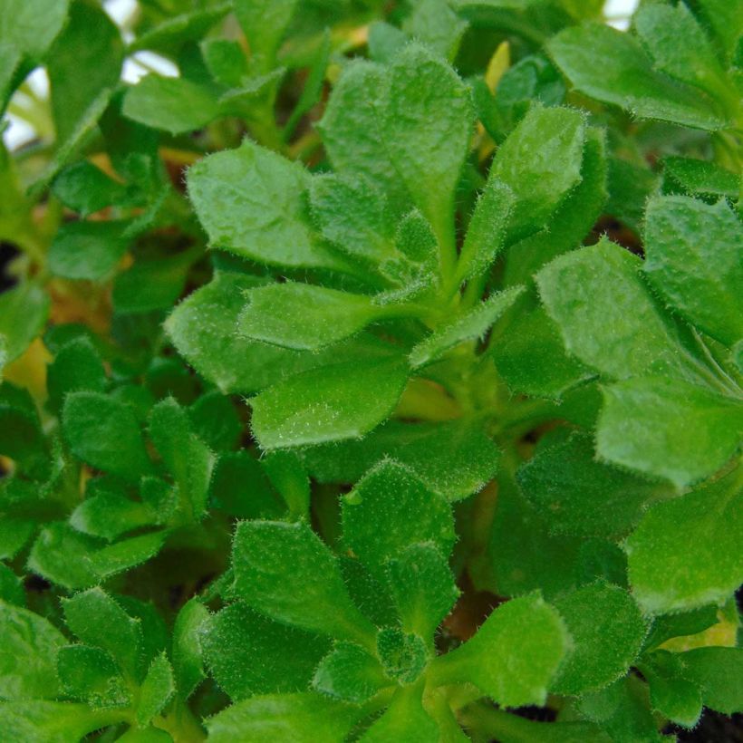 Aubrieta Hamburger Stadtpark (Foliage)