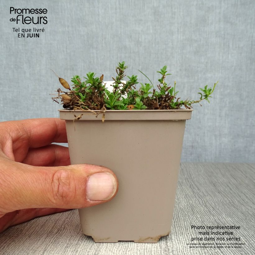 Aubrieta Hamburger Stadtpark 8/9 cm pot sample as delivered in summer