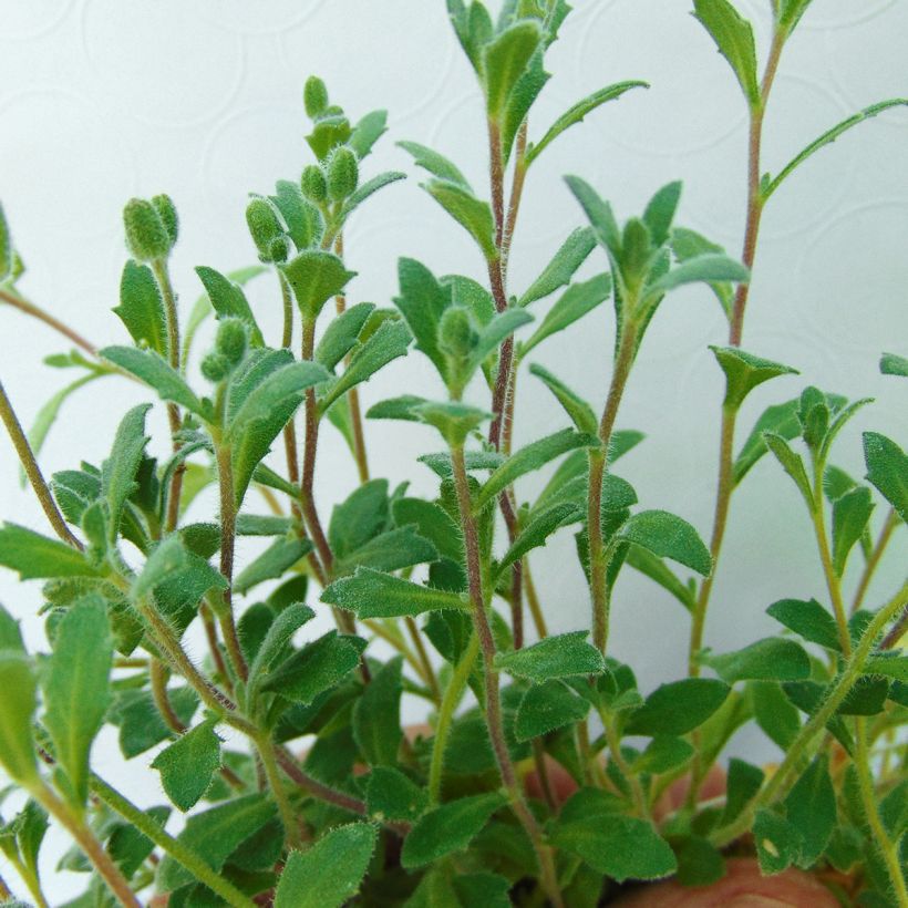 Aubrieta Purple Cascade (Foliage)