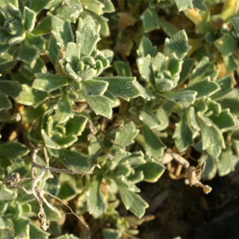 Aubrieta Argenteovariegata (Foliage)