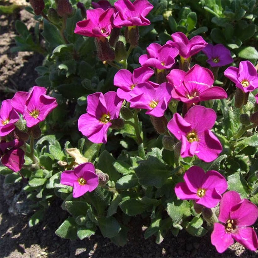 Aubrieta Red Carpet (Plant habit)