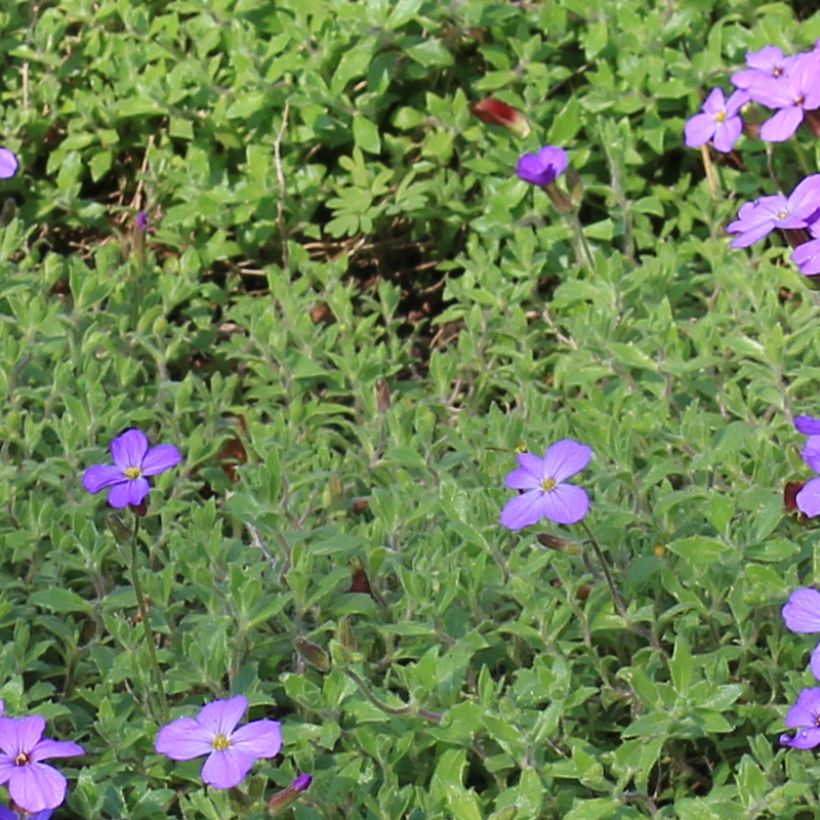 Aubrieta canescens subsp. cilicica (Foliage)