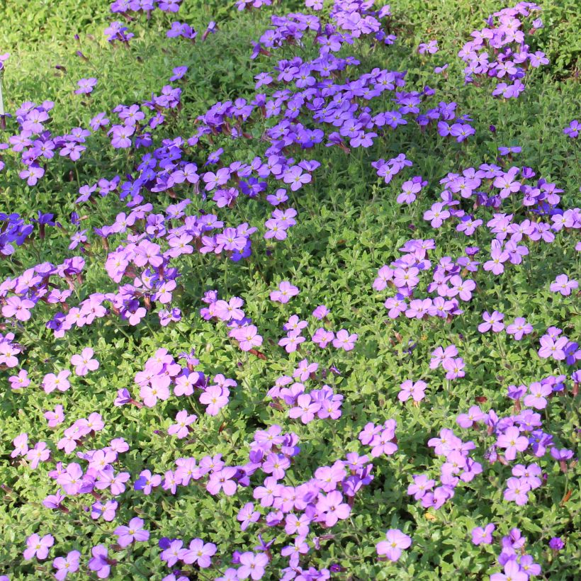 Aubrieta canescens subsp. cilicica (Plant habit)