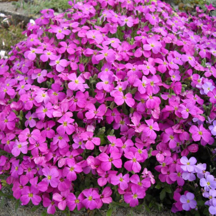 Aubrieta macedonica (Flowering)