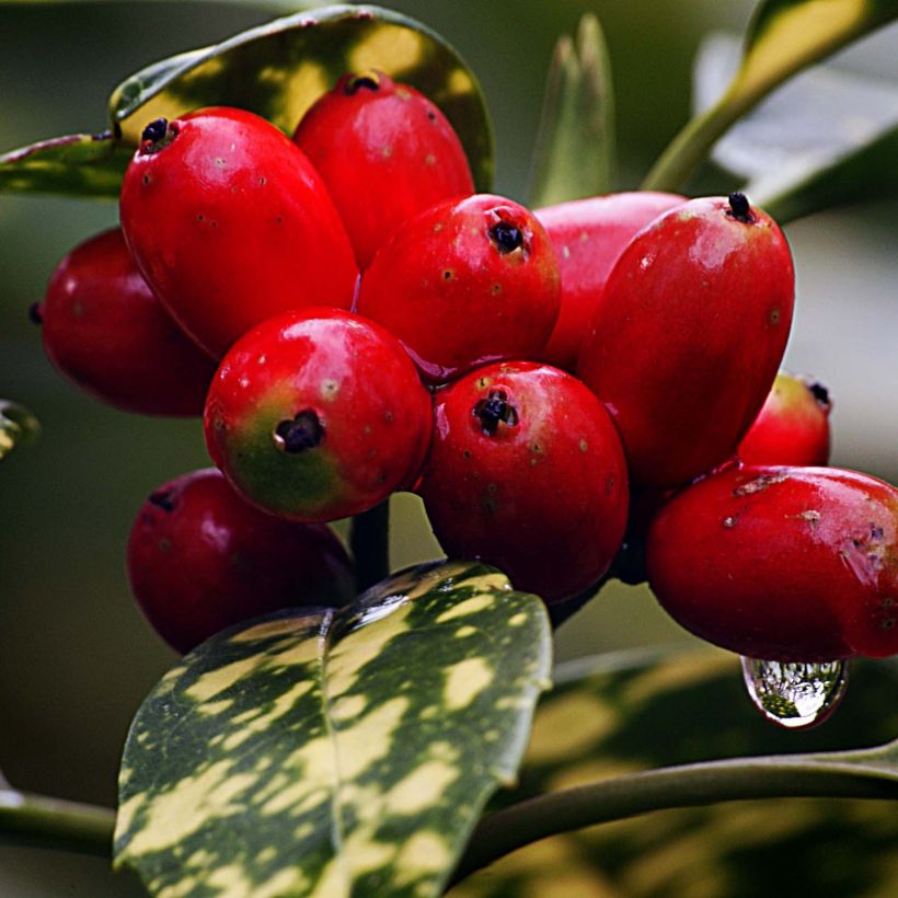 Aucuba japonica (Harvest)