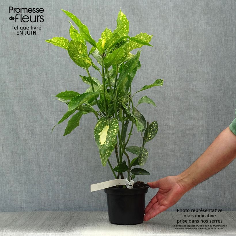 Aucuba japonica Crotonifolia- Spotted Laurel 2L/3L pot sample as delivered in summer