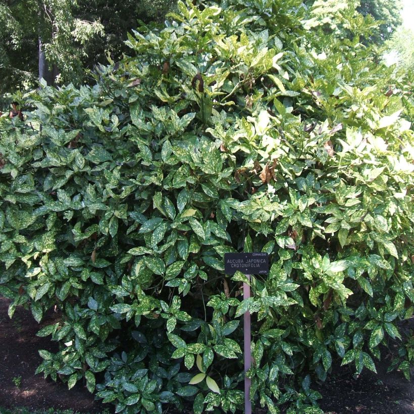 Aucuba japonica Crotonifolia- Spotted Laurel (Plant habit)