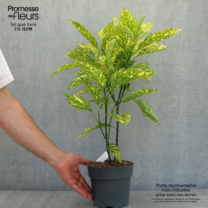 Aucuba japonica Golden King- Spotted Laurel 2L/3L pot sample as delivered in summer