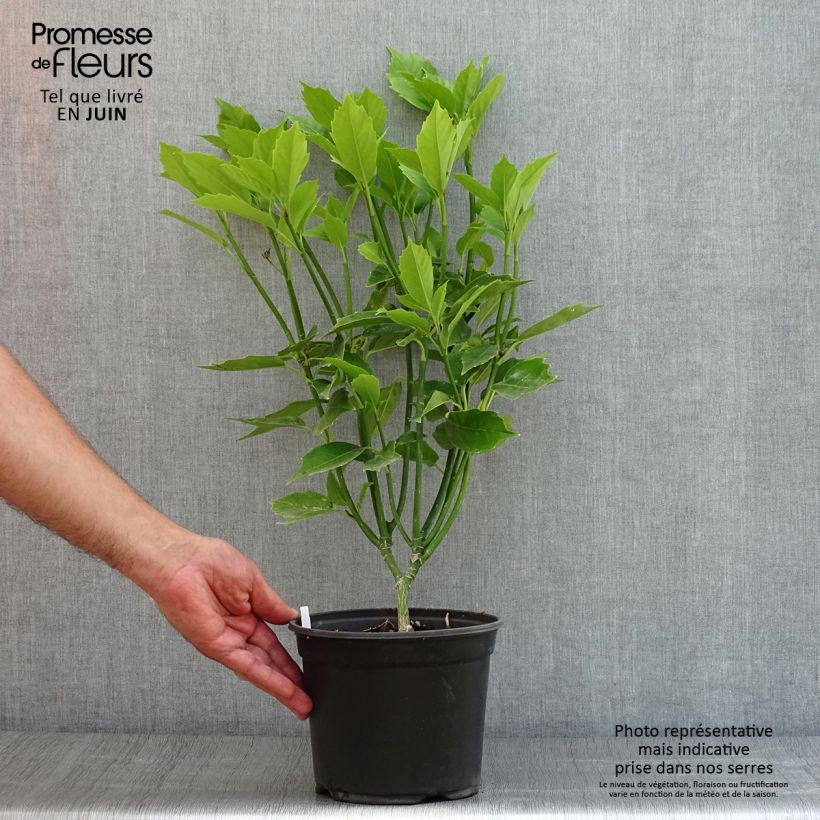 Aucuba japonica 3L/4L pot sample as delivered in summer