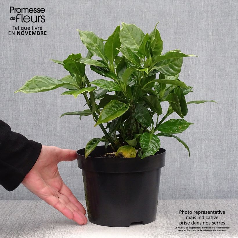 Aucuba Japonica Rozannie- Spotted Laurel 2L/3L pot sample as delivered in autumn