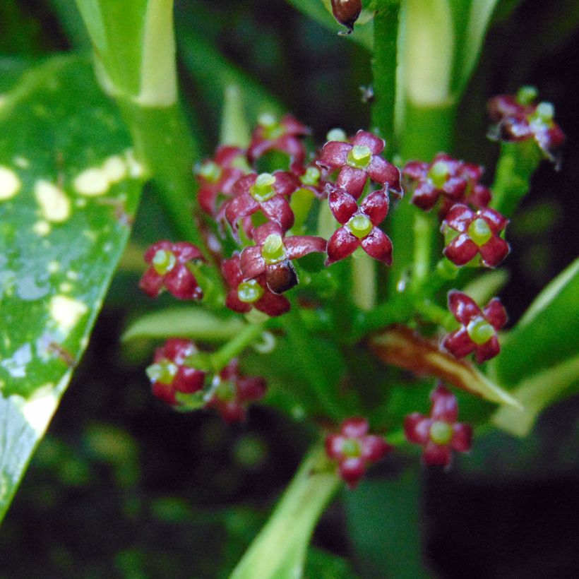 Aucuba japonica Variegata- Spotted Laurel (Flowering)