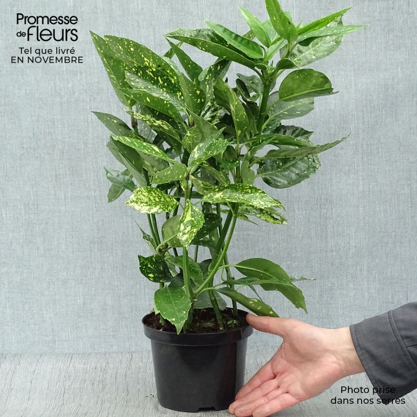 Aucuba japonica Variegata- Spotted Laurel 2L/3L pot sample as delivered in autumn