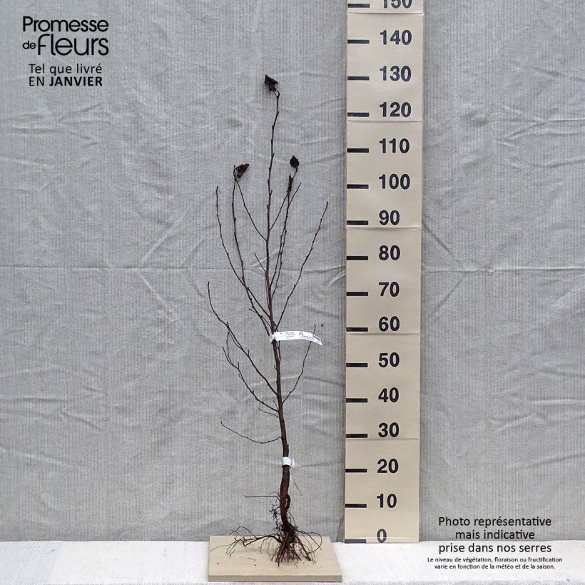 Alnus cordata - Italian Alder Bare root sample as delivered in winter