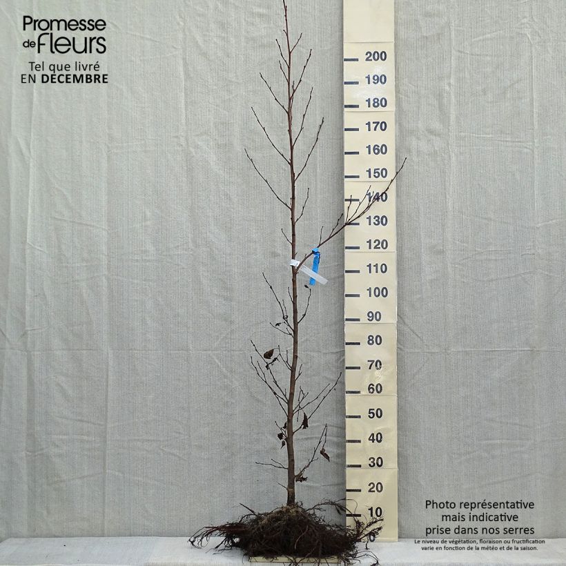Alnus glutinosa Bare root sample as delivered in winter