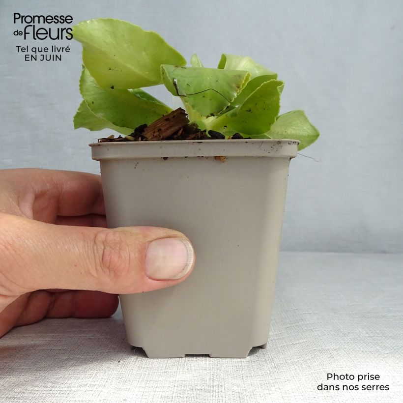 Primula x pubescens - Tyrol Primrose 8/9 cm pot sample as delivered in summer