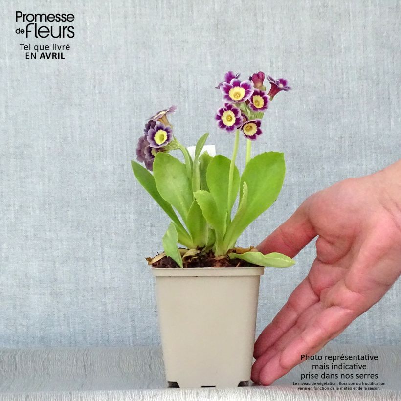 Primula x pubescens - Tyrol Primrose sample as delivered in spring