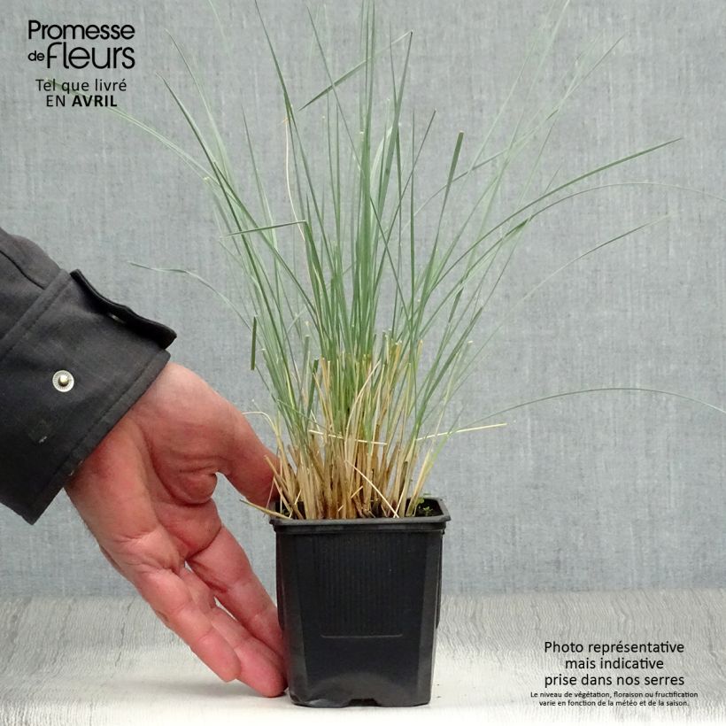 Helictotrichon sempervirens Pendula - Blue oat grass sample as delivered in spring