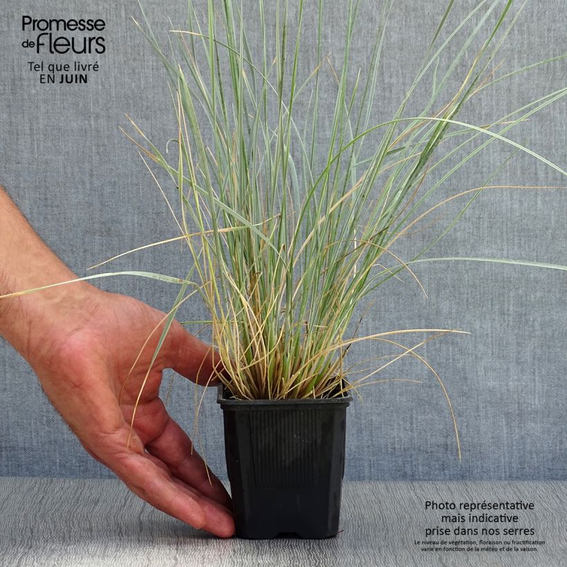 Helictotrichon sempervirens - Blue oat grass 8/9 cm pot sample as delivered in summer