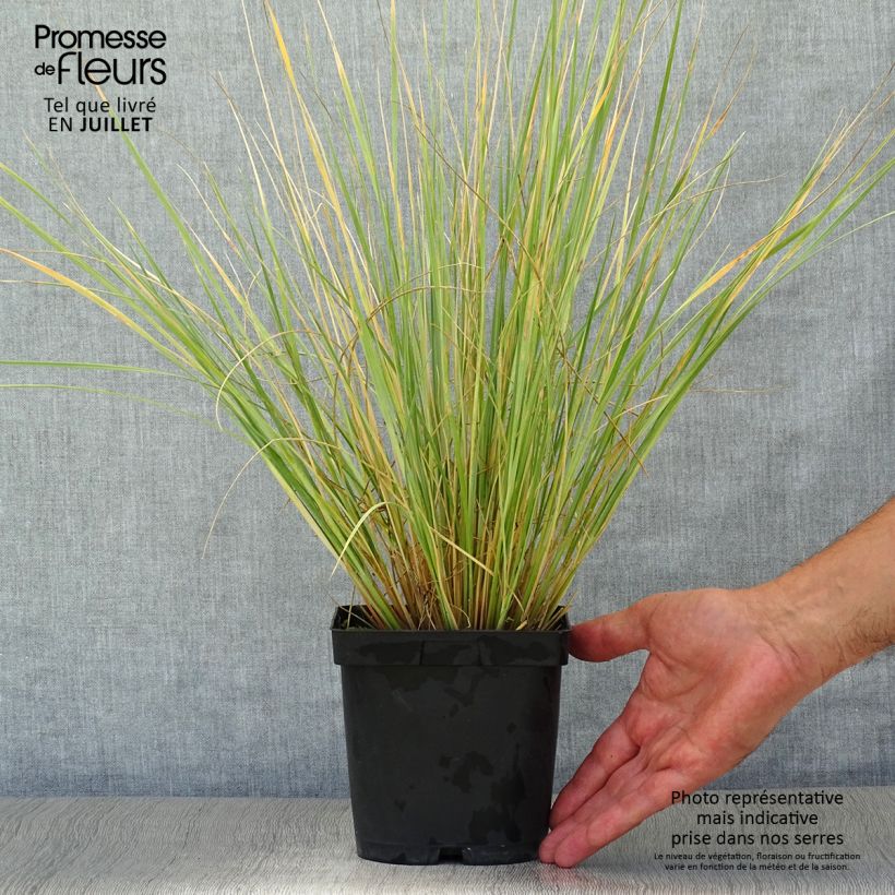 Helictotrichon sempervirens - Blue oat grass 2L/3L pot sample as delivered in summer
