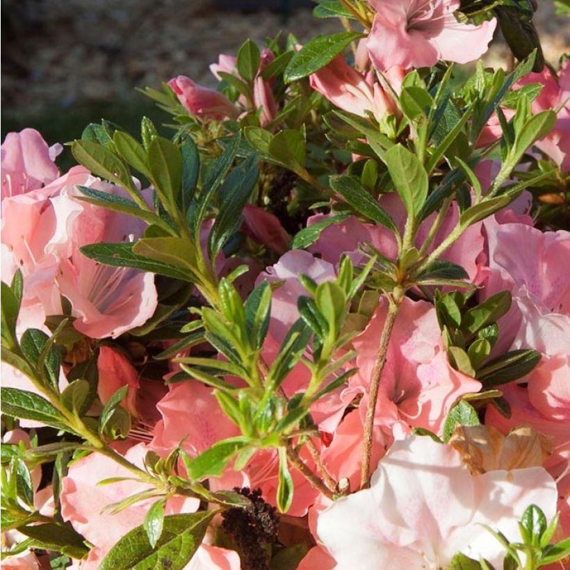 Azalea japonica ENCORE Debutante Roblel (Foliage)