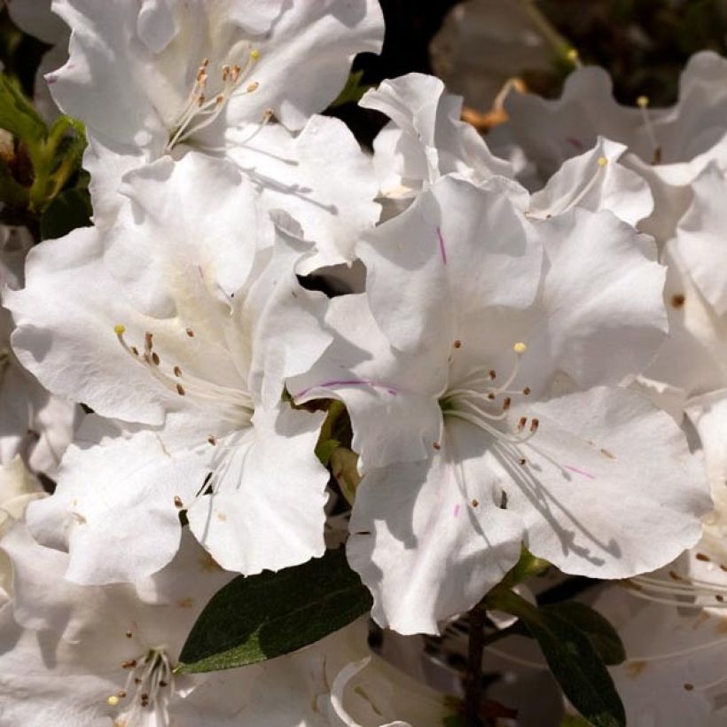 Azalea japonica ENCORE Lily Roblex (Flowering)