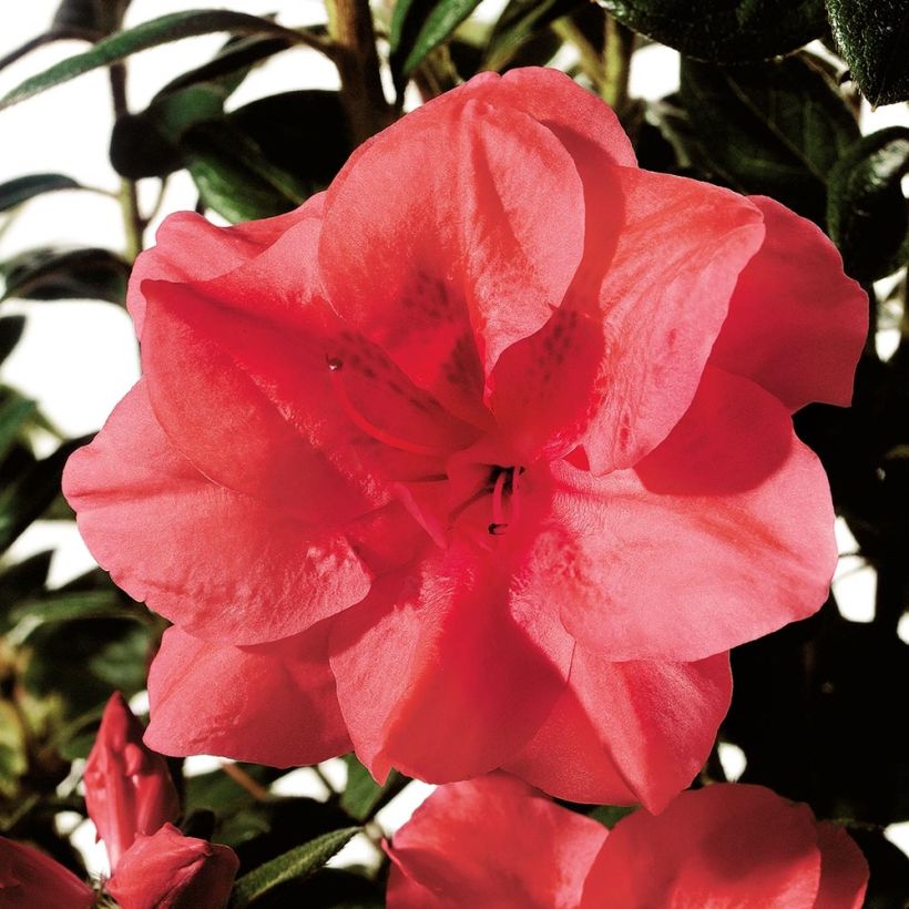 Azalea japonica ENCORE Princess Roblea (Flowering)