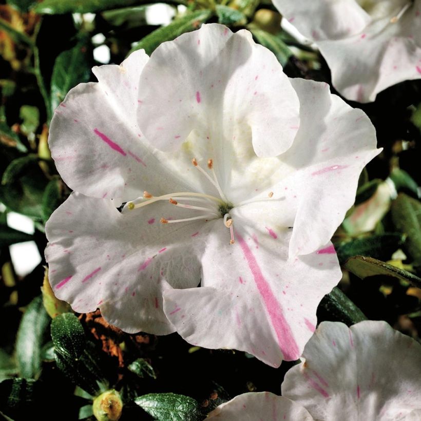 Azalea japonica ENCORE Starlite Roblem (Flowering)
