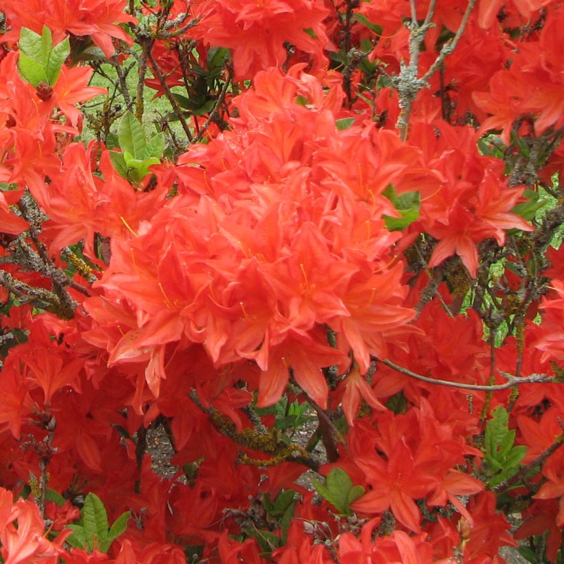 Azalea mollis Kosters Brilliant Red (Flowering)