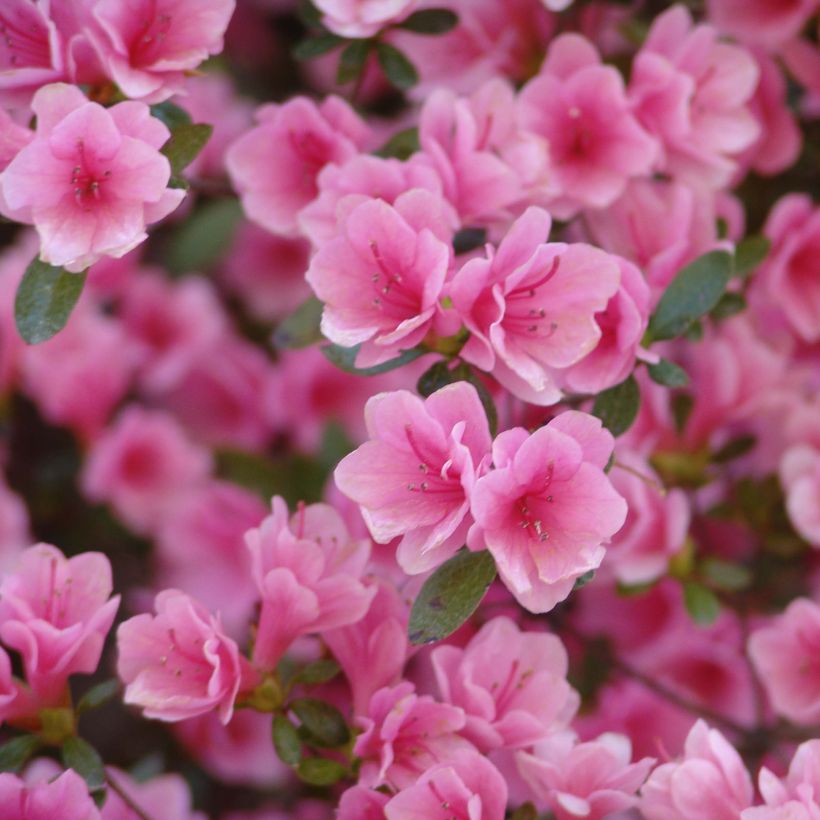 Azalea japonica Kirin (Flowering)