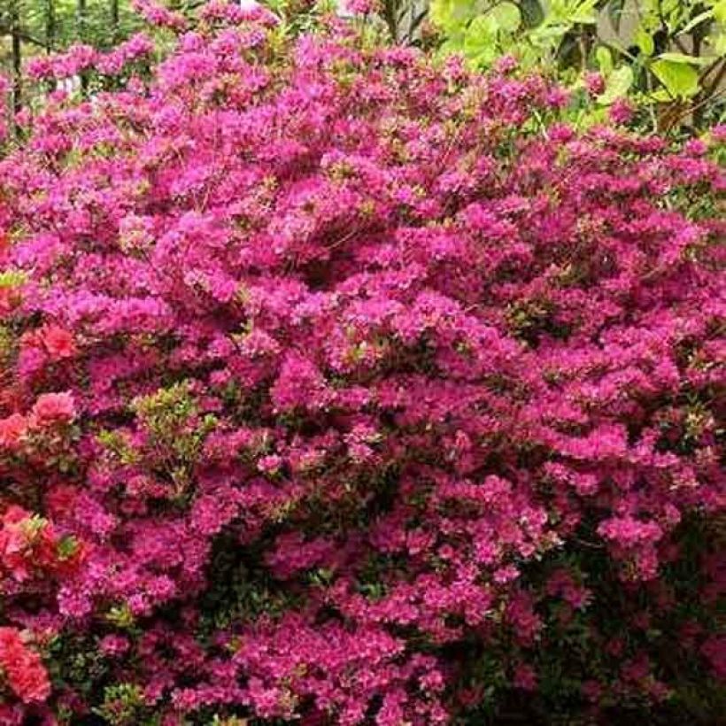 Rhododendron kaempferi Amoena - Japanese Azalea (Plant habit)