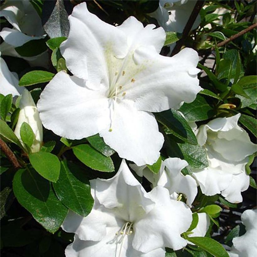 Azalea japonica Dorothy Heiden (Flowering)