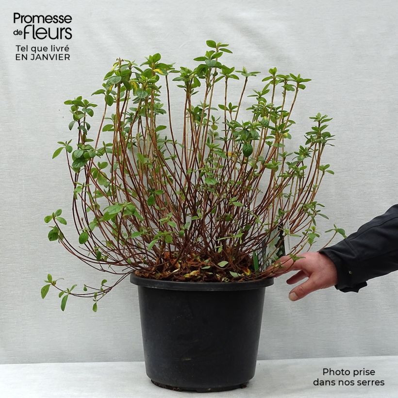 Japanese Azalea Palestrina 7.5L/10L pot sample as delivered in winter