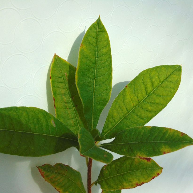 Azalea mollis Glowing Embers (Foliage)