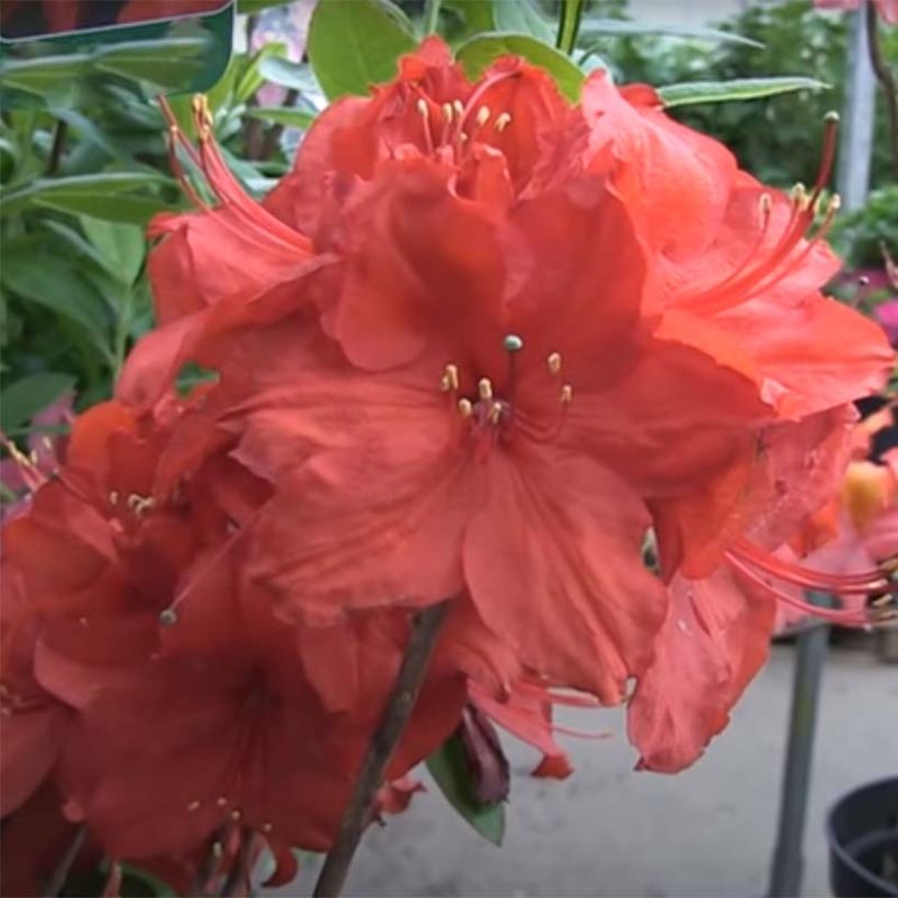 Chinese Azalea Satan (Flowering)