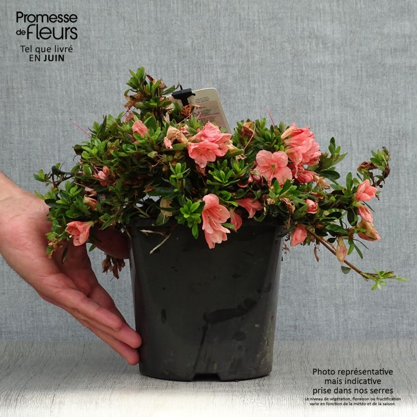 Azalea nakaharae Pink Cascade 2L/3L pot sample as delivered in summer