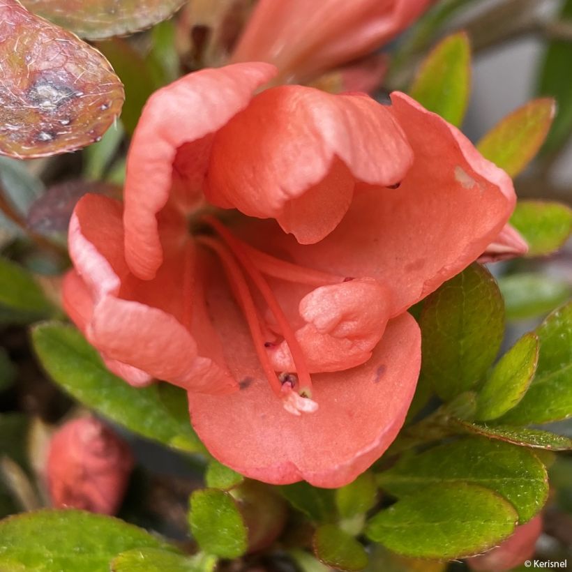 Azalea nakaharae Pink Cascade (Flowering)