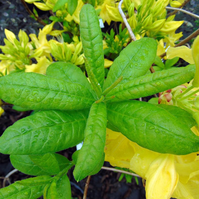 Rhododendron occidentale Anneke - Western Azalea (Foliage)