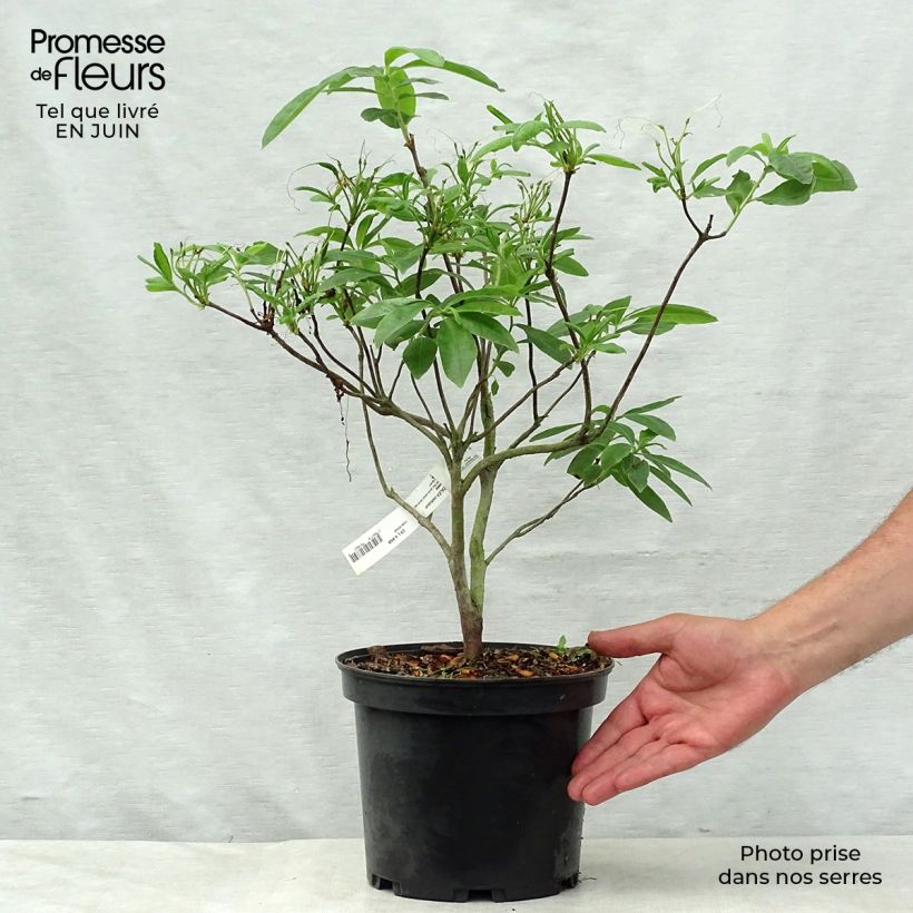 Rhododendron occidentale Anneke - Western Azalea 4L/5L pot sample as delivered in summer