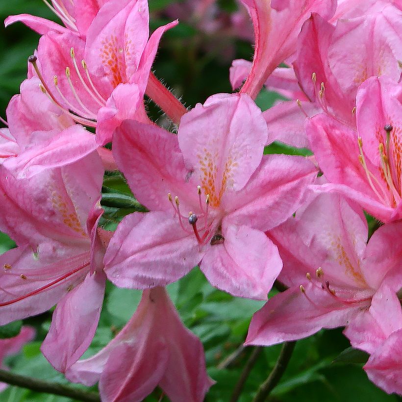 Chinese Azalea Rosata (Flowering)