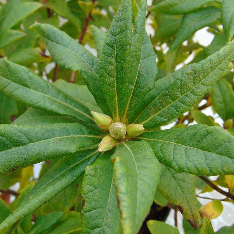 Rhododendron Irene Koster (Foliage)