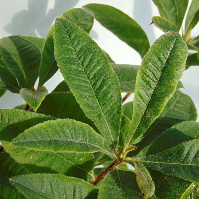 Rhododendron Berryrose - Western Azalea (Foliage)