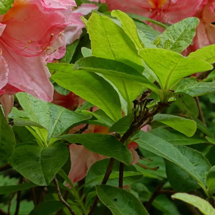 Azalea mollis Cecile (Foliage)