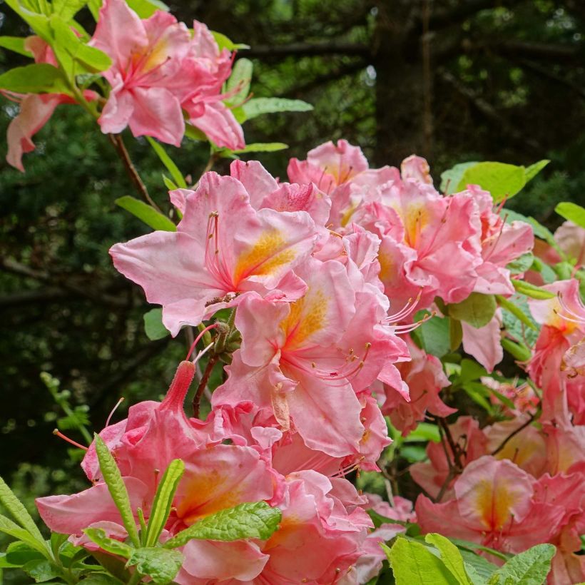 Azalea mollis Cecile (Flowering)