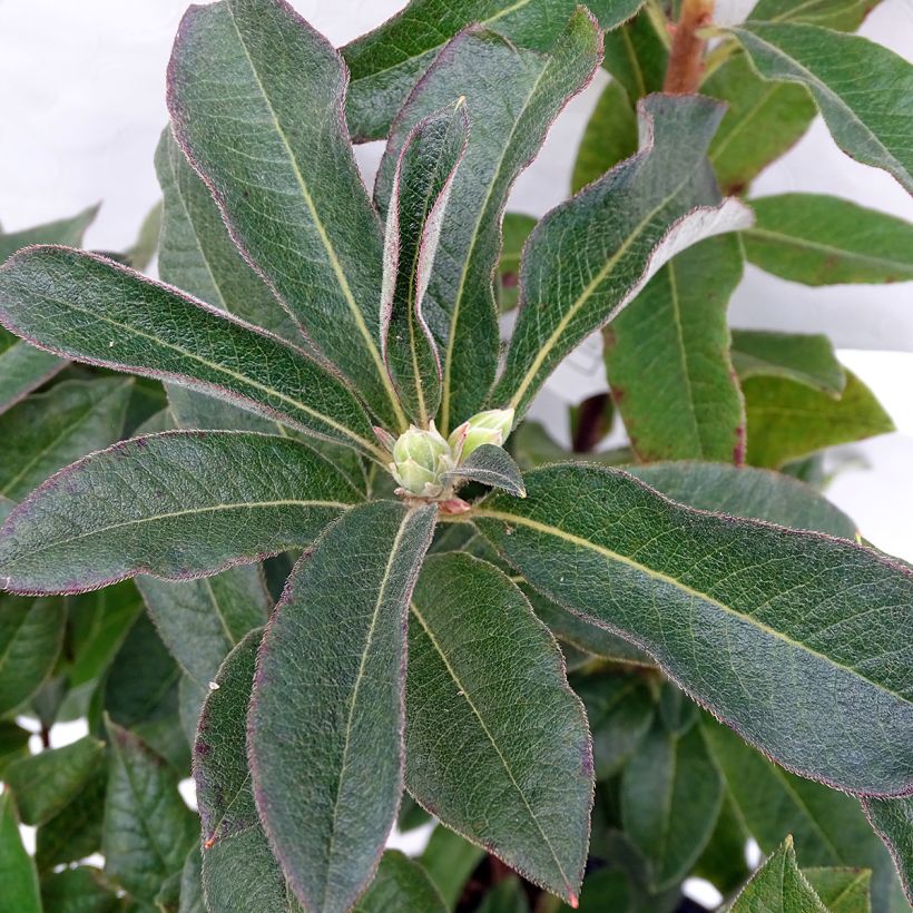 Azalea mollis Daviesii (Foliage)