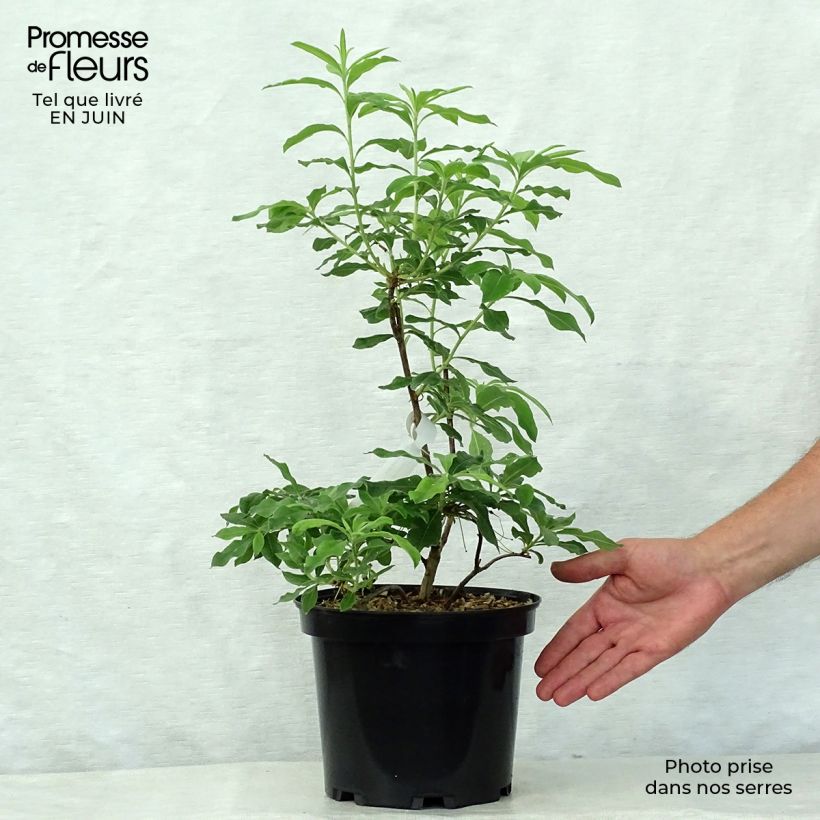 Azalea mollis Daviesii 4L/5L pot sample as delivered in summer