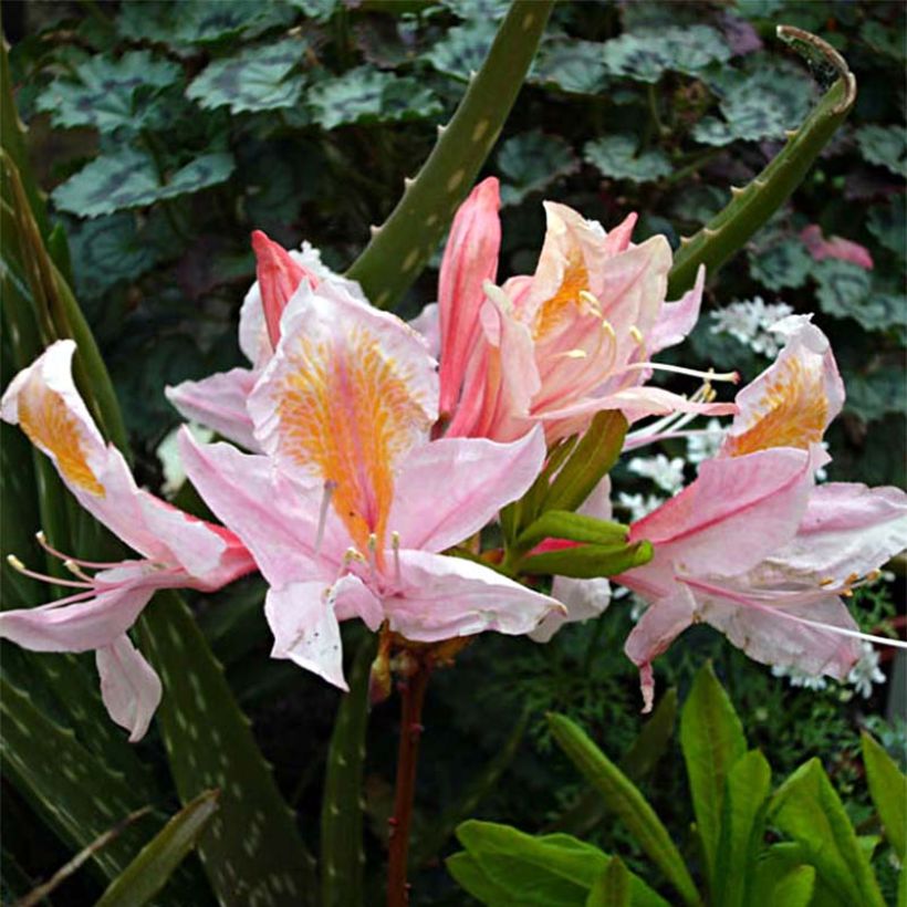 Rhododendron occidentale Delicatissima - Western Azalea (Flowering)