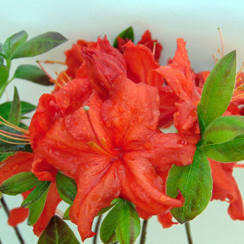 Azalea Fire Ball (Flowering)