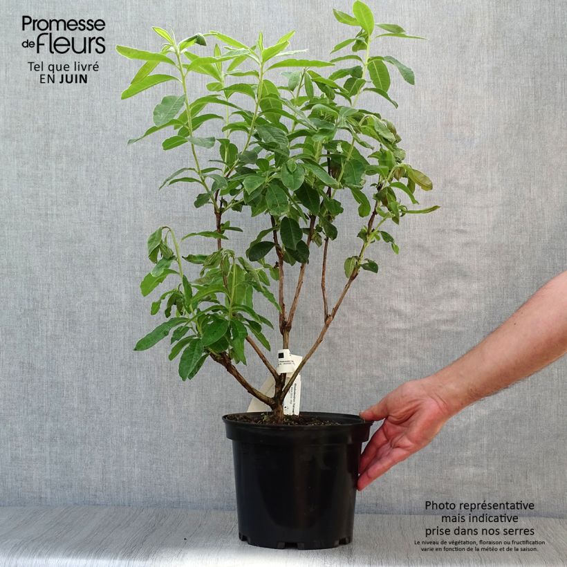 Azalea mollis Harvest Moon 4L/5L pot sample as delivered in summer