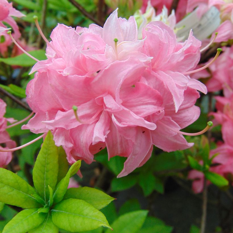 Rhododendron Homebush - Knaphill Azalea (Flowering)